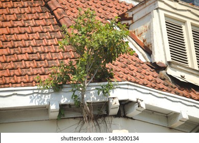 Plant Grows From Wall Of An Old Building, Resilience Concept, Life Finds A Way Concept