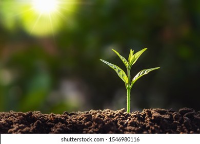 plant growth in farm with sunlight background. agriculture seeding growing step concept