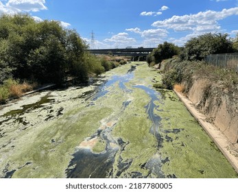 Plant Growth In The River Lea In Edmonton London