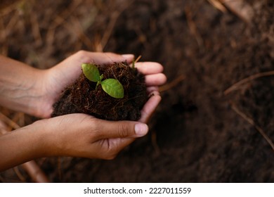 Plant, growth and soil in hands for earth day, support and sustainability with gardening dirt, fertilizer and nature in agriculture. Agro, green garden and natural environment for farming and spring
