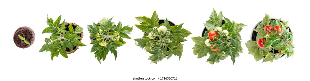 Plant Growth Stages. Life Cycle Of A Tomato -  Sprout, Leaf, Flower And Fruit. Home Cultivated Potted Tomatoes Isolated On White. Top View.