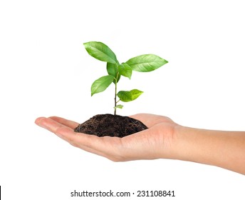 plant in the hand on white background