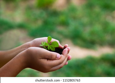 plant in hands - grass background - Shutterstock ID 1152805763