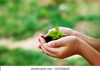 plant in hands - grass background - Shutterstock ID 1167266635