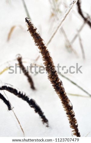 Similar – Image, Stock Photo Frozen Moss Winter