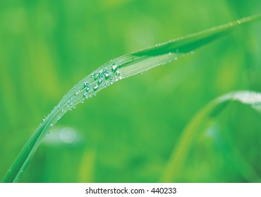 Plant Image