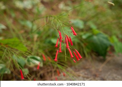 


Plant Ipomopsis Aggregata Blooms
