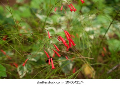 


Plant Ipomopsis Aggregata Blooms
