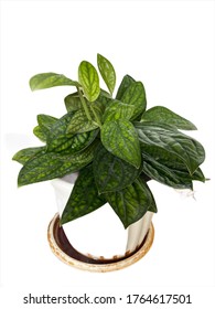 Plant with isolate white background.