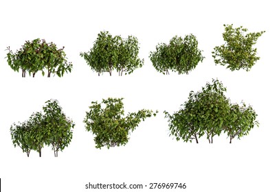 plant iSolated Collection