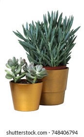 plant isolated, gold pot - Shutterstock ID 748406794