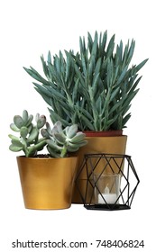 plant isolated, gold pot, candle - Shutterstock ID 748406824