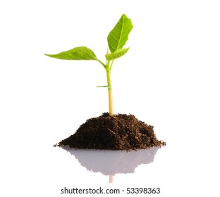 2,371,233 Plant bud Images, Stock Photos & Vectors | Shutterstock