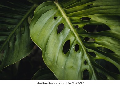 Plant Known As Monstera Adansonii