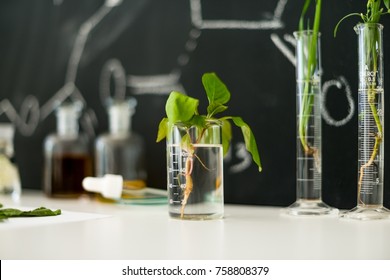 Plant In Laboratory