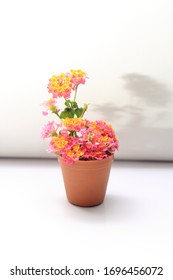 The Plant Lantana Camara Family Verbenaceae In A Pot