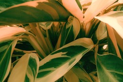 A Plant With Large Leaves, An Element Of The Interior. Uneven Color, Light And Dark Green Tones. Thick Stems With Elongated Leaves.