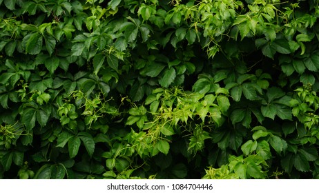 plant leaf background