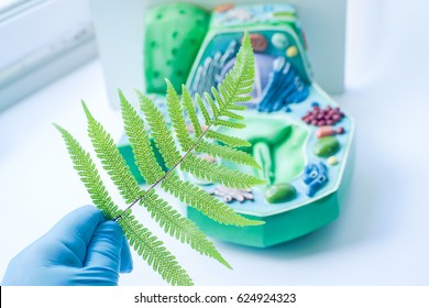 Plant Leaf And Background Blur Of Model Plant Cell 