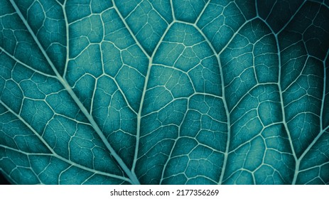 Plant leaf closeup. Mosaic pattern of  cells and veins. Wallpaper on vegetable theme. Abstract nature structure. Blue green tinted background. Horseradish leaf. Macro - Shutterstock ID 2177356269