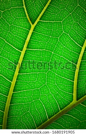 Plant leaf in macro. Green texture and pattern on a leaf of a plant. Green nature organic background.