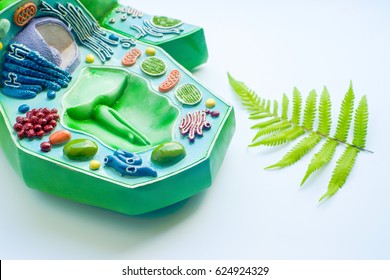 Plant Leaf And Model Of Plant Cell In Laboratory