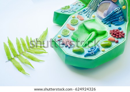 Plant leaf and model of plant cell in laboratory