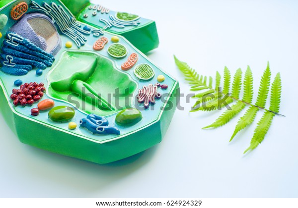 Plant Leaf Model Plant Cell Laboratory Science Stock Image