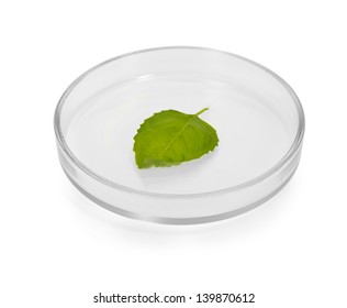 Plant Leaf In Petri Dish Isolated On White