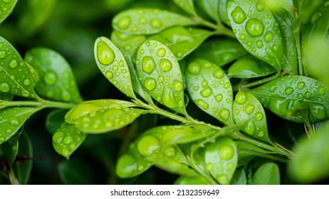 Plant Leaf with water drops - Shutterstock ID 2132359649