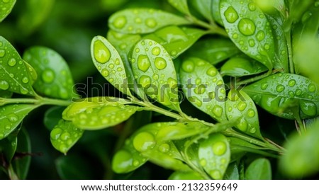 Plant Leaf with water drops
