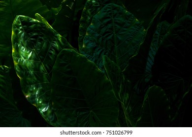 Plant Leaves Background Stock Photo 751026799 | Shutterstock