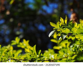 Plant Leaves Close Up Shallow Depth Of Field Under Natural Sunlight And Authentic Environment In Home Garden Outdoor For Peaceful Mood Backdrop Or Background