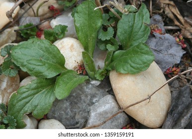 plant leaves and pebbles