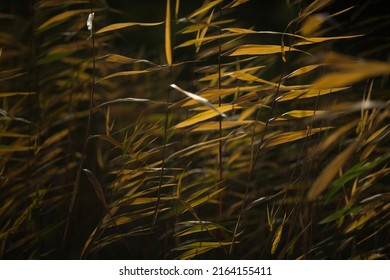 Plant Leaves Synchronized Dancing In The Summer Sun