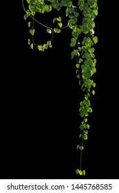 Plant Leaves Tropic Creeping Plant Isolated On Black Background. Clipping Path