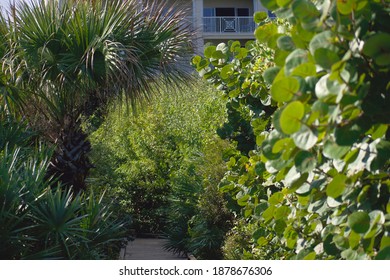 Plant Life Around Boardwalks At Cape Canaveral Beach