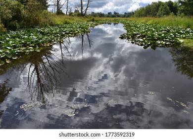 Plant Life Around Whatcom County