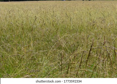 Plant Life Around Whatcom County