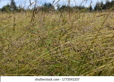 Plant Life Around Whatcom County