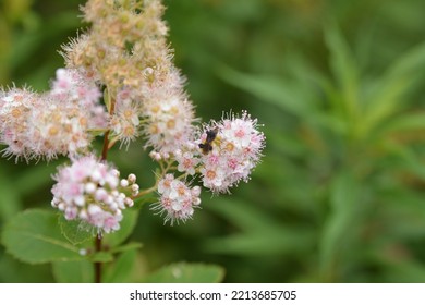 Plant Life In Manchester, Vermont, USA 