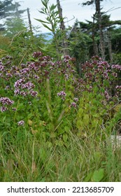 Plant Life In Manchester, Vermont, USA 