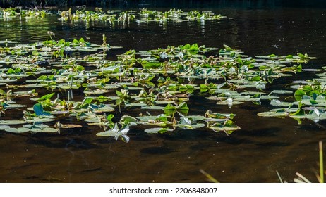 The Plant Life And Mountaintop Views Of Trilium Lake Oregon