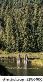 The Plant Life And Mountaintop Views Of Trilium Lake Oregon