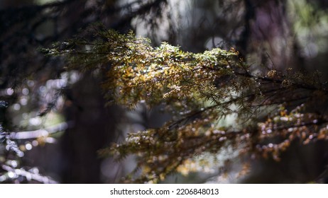 The Plant Life And Mountaintop Views Of Trilium Lake Oregon