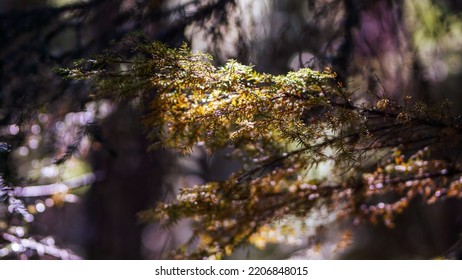 The Plant Life And Mountaintop Views Of Trilium Lake Oregon