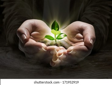 Plant Light In The Hands, Concept Of New Life 