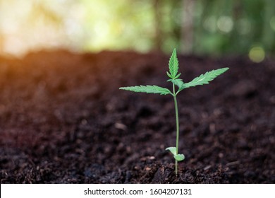 mini weed plant