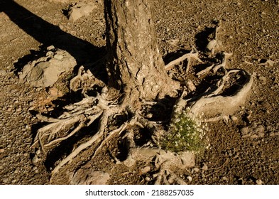 Plant Lobularia canariensis between the roots of a Canary Island pine Pinus canariensis. The Nublo Rural Park. Gran Canaria. Canary Islands. Spain.