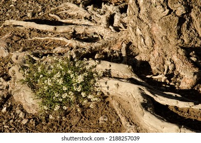 Plant Lobularia canariensis between the roots of a Canary Island pine Pinus canariensis. The Nublo Rural Park. Gran Canaria. Canary Islands. Spain.